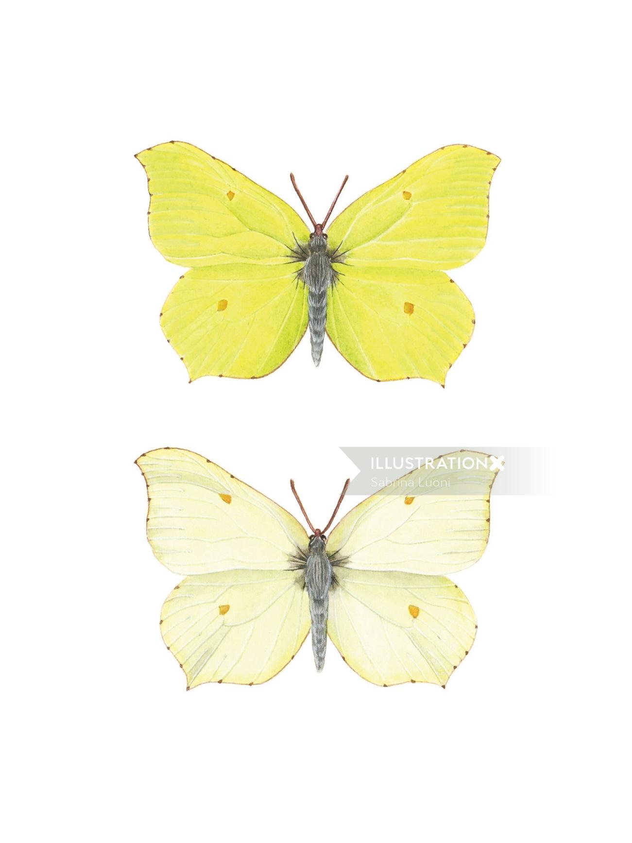 Arte naturalista de la mariposa de azufre, dimorfismo