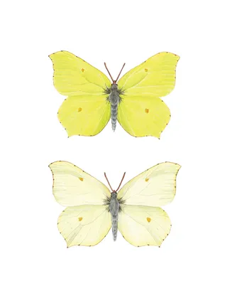 Naturalistic art of Brimstone Butterfly, Dimorphism