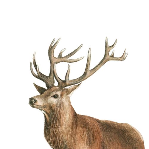 Animal Red Deer painting 