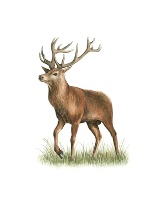 Animal Red Deer painting 