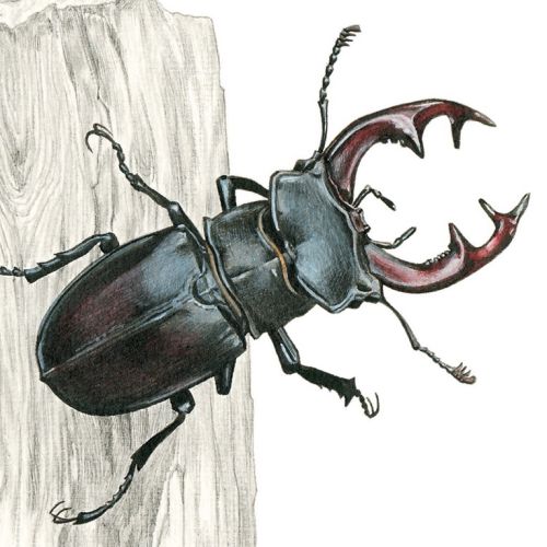 Photorealism of Stag Beetle insect 
