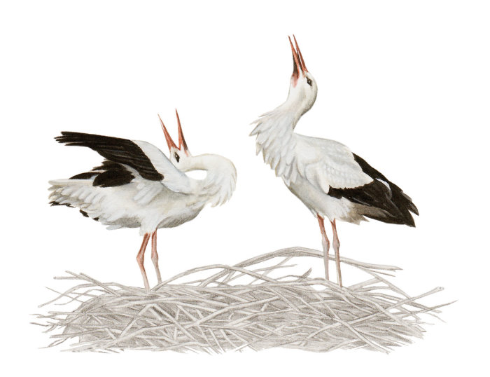 Watercolor work of White Stork by Sabrina Louni
