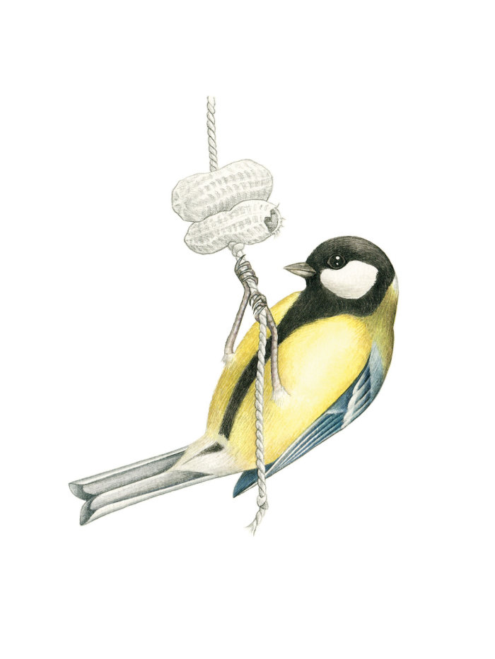 Desenho de Pássaro Chapim-real comendo amendoim