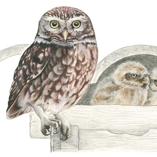Little Owl with chicks digital art 