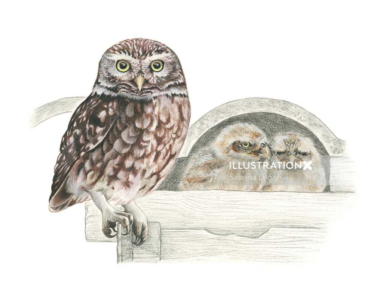 Little Owl with chicks digital art 