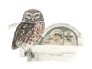 Little Owl with chicks digital art 