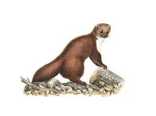 Animal Beech Marten illustration by Sabrina Luoni