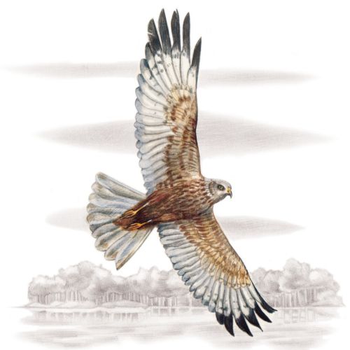3D design of Western Marsh-harrier bird flying