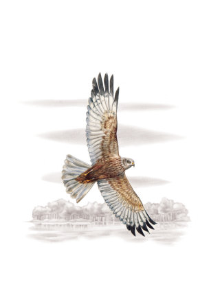 Conception 3D d&#39;un oiseau de busard des marais occidental volant