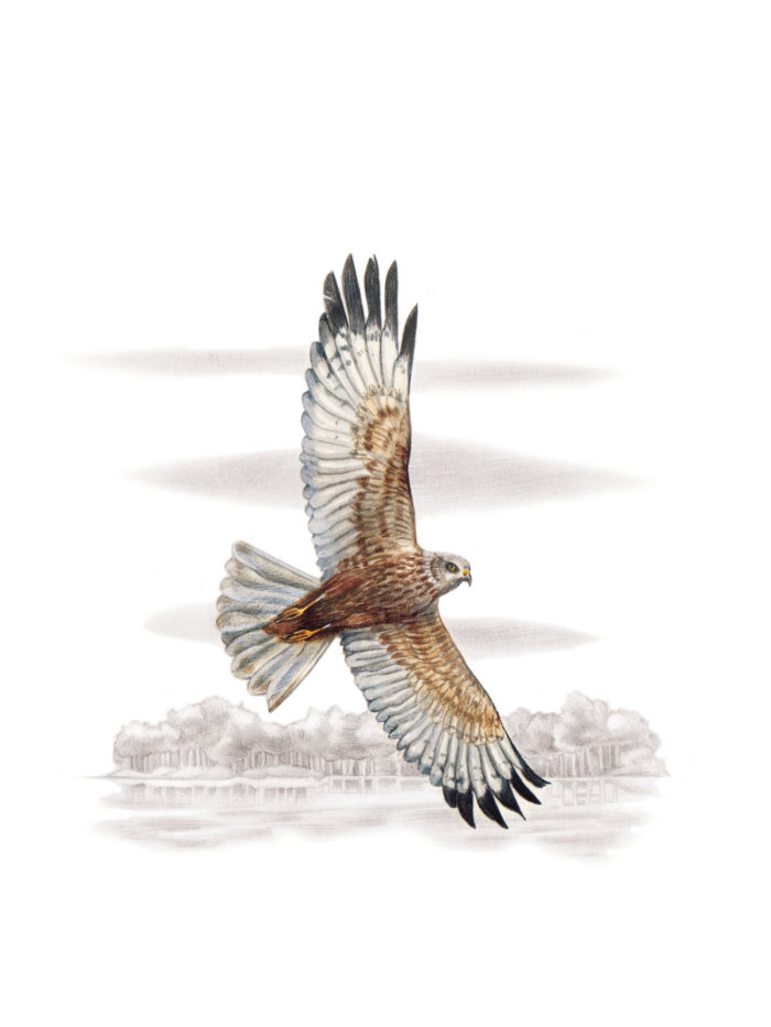 Desenho 3D do pássaro harrier Western Marsh voando