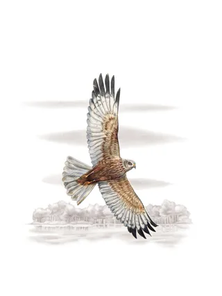 3D design of Western Marsh-harrier bird flying