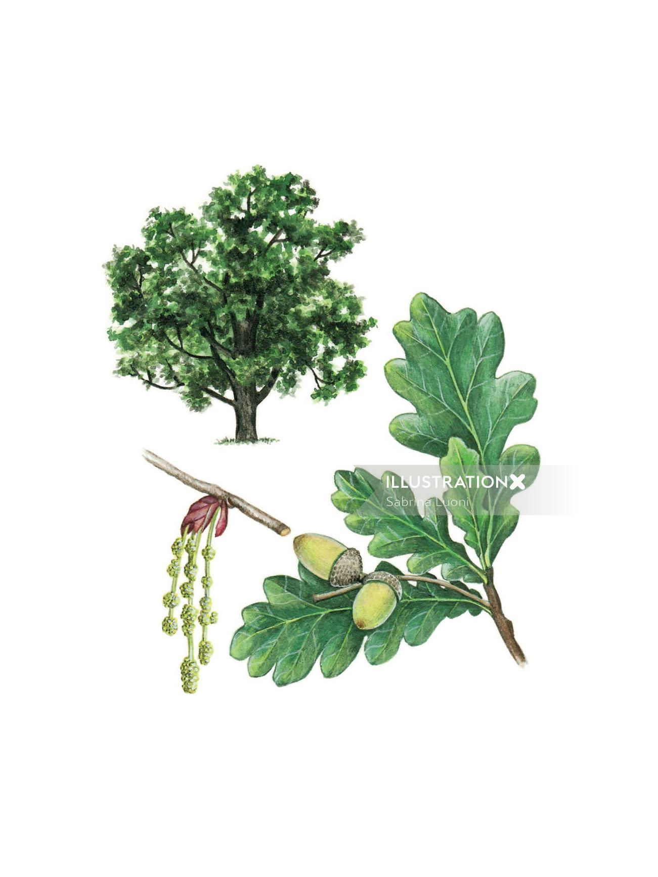 Chêne anglais. Forme, fleurs, glands, feuilles illustration botanique