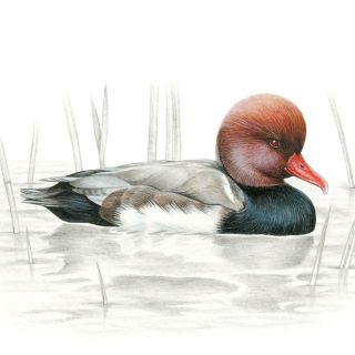 View Sabrina Luoni's illustration portfolio