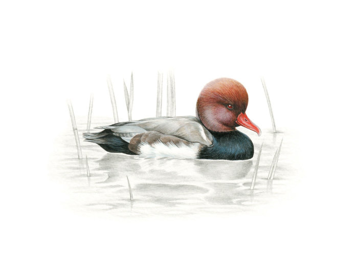 Pintura em aquarela de um pássaro Pochard de crista vermelha