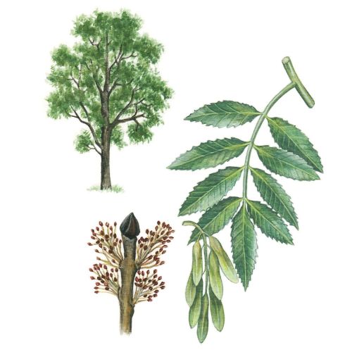 Painting of a European Ash