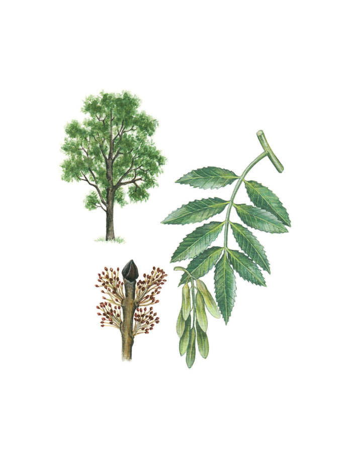 Painting of a European Ash