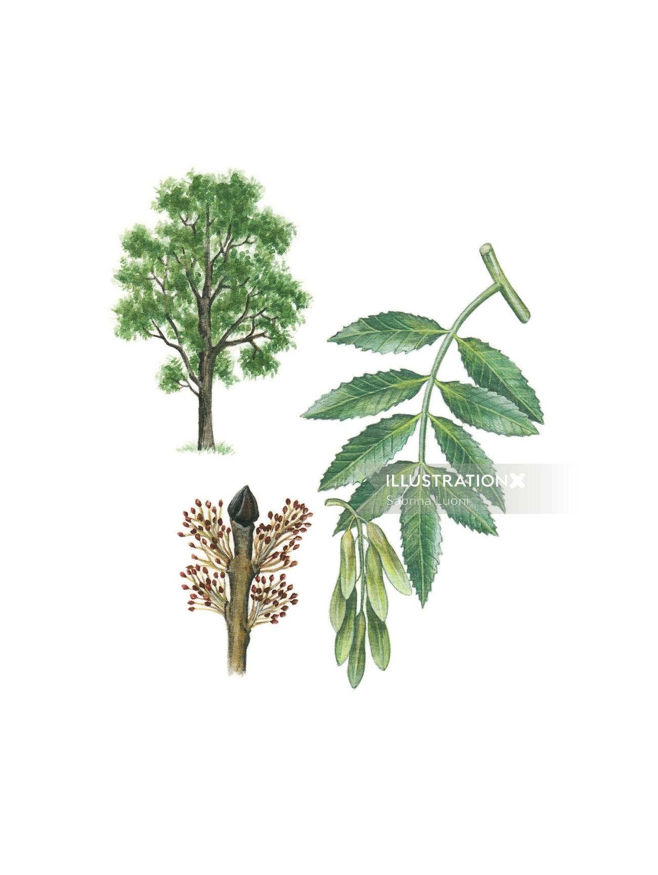 Frêne européen (Fraxinus excelsior)
