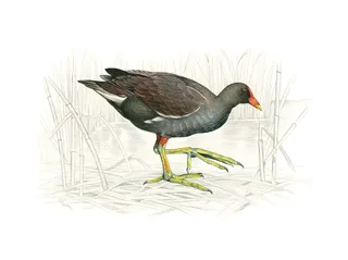 Pencil made an art of Common Moorhen