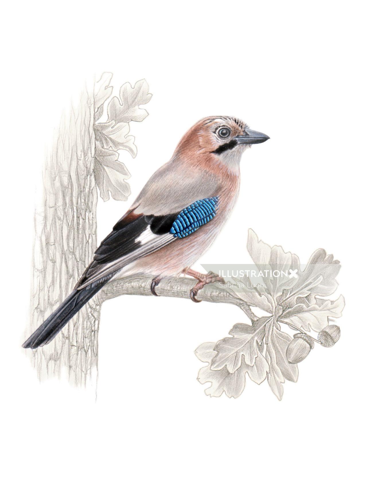 Watercolor and pencil made art of Eurasian Jay Bird 