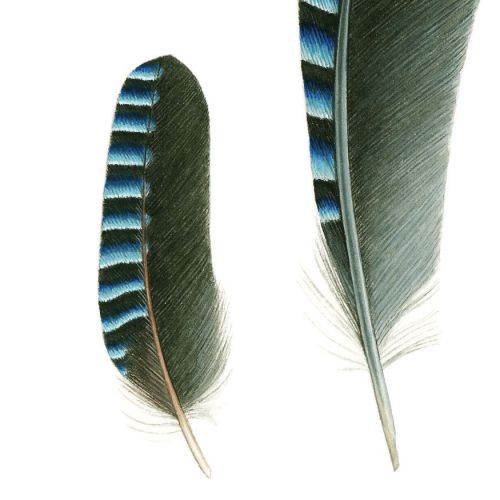 Feathers of Eurasian Jay bird illustration