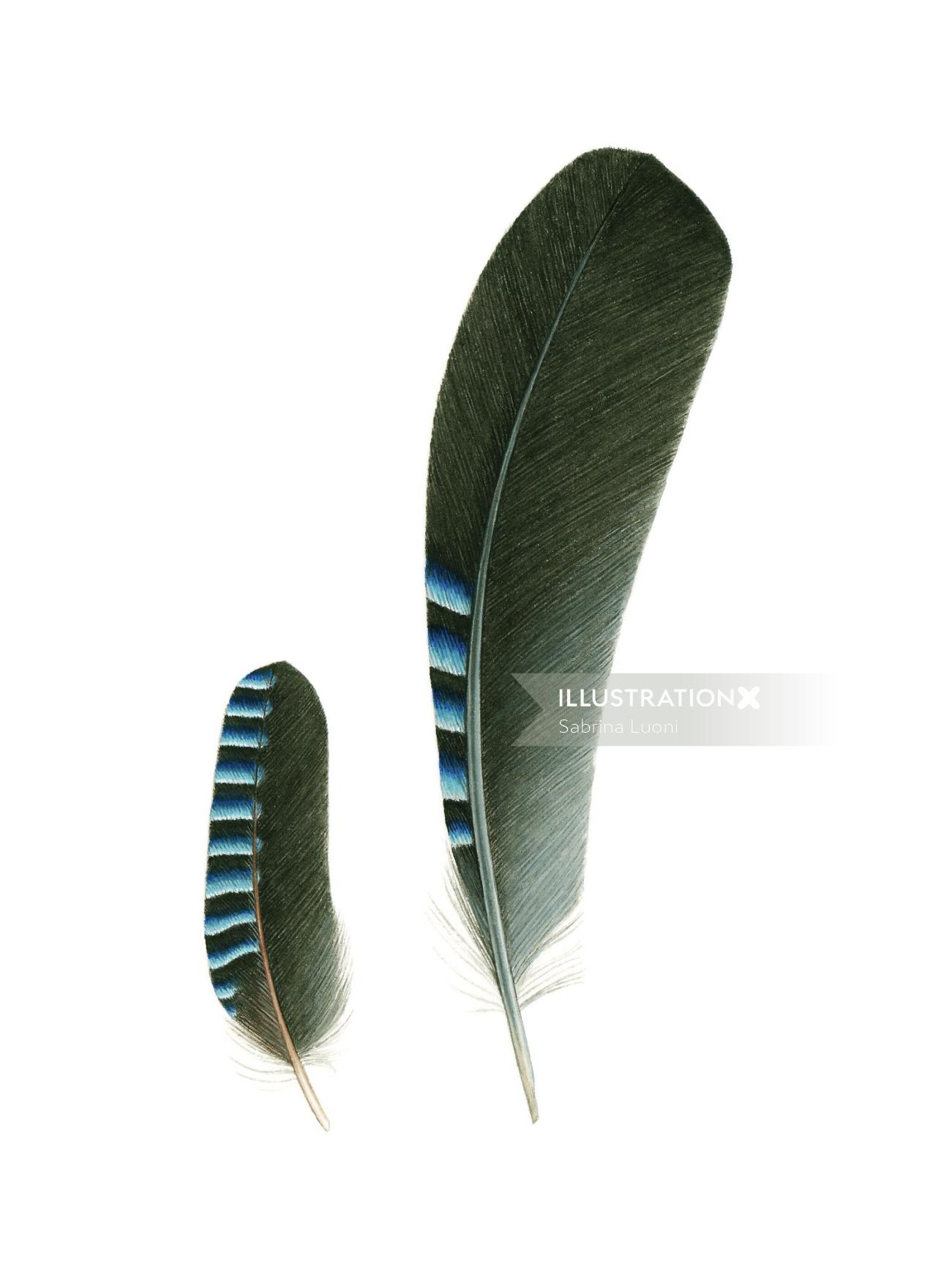 Plumas de la ilustración de pájaro Jay eurasiático