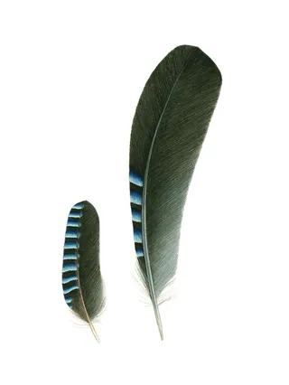 Feathers of Eurasian Jay bird illustration