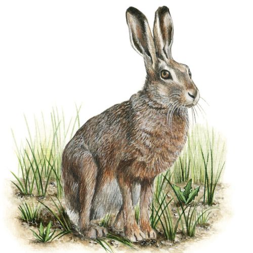 Animal European Hare watercolor painting 