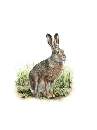動物 ヨーロッパノウサギ 水彩画 