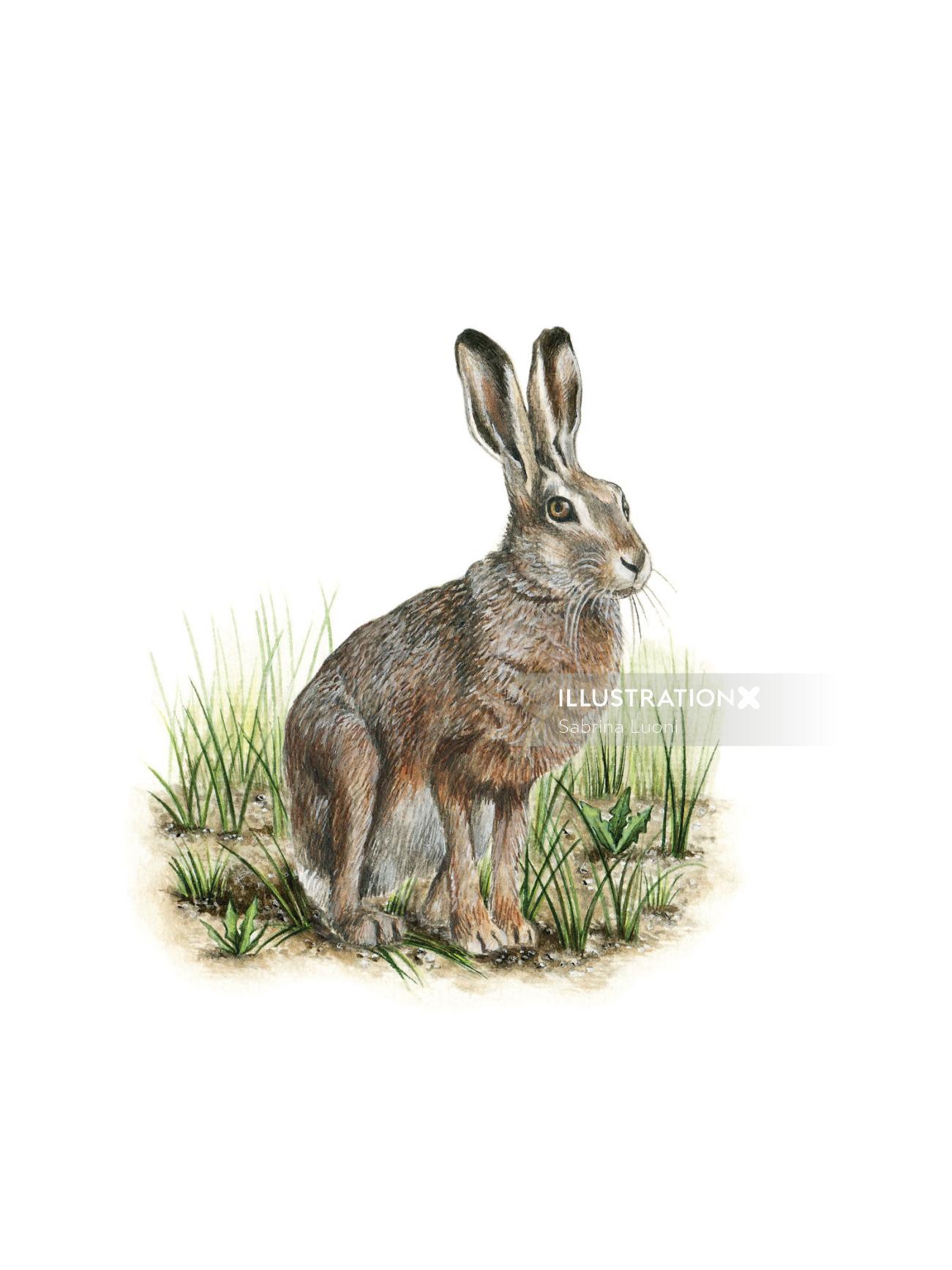 Animal European Hare watercolor painting 