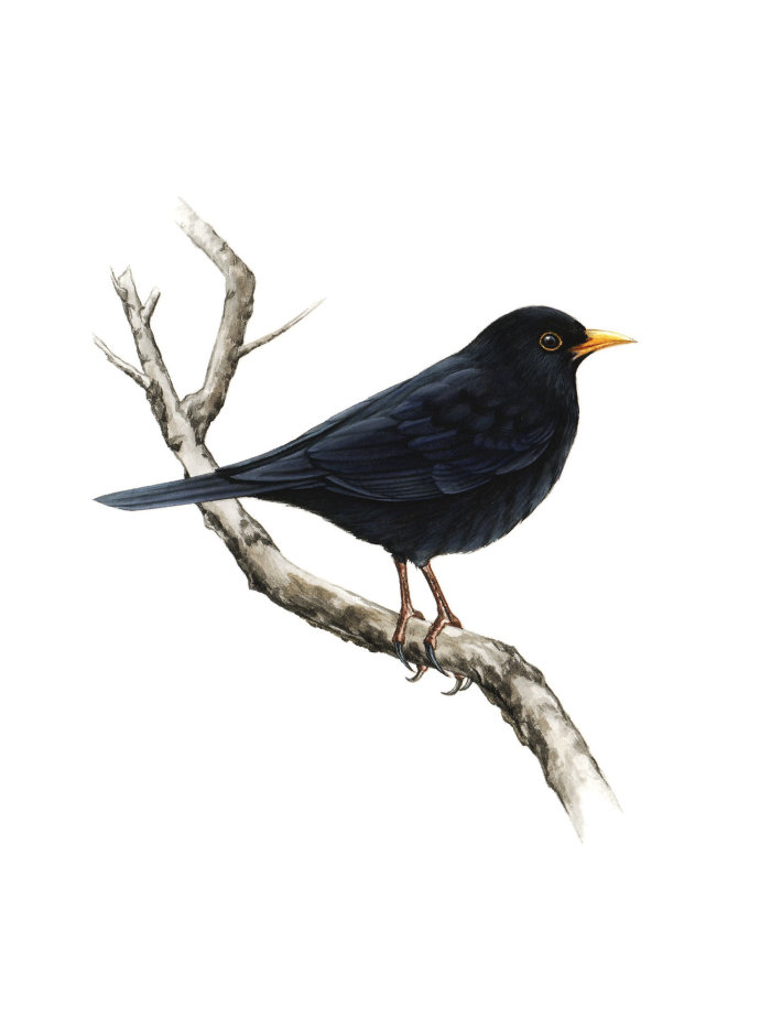 Illustration of a blackbird on a branch
