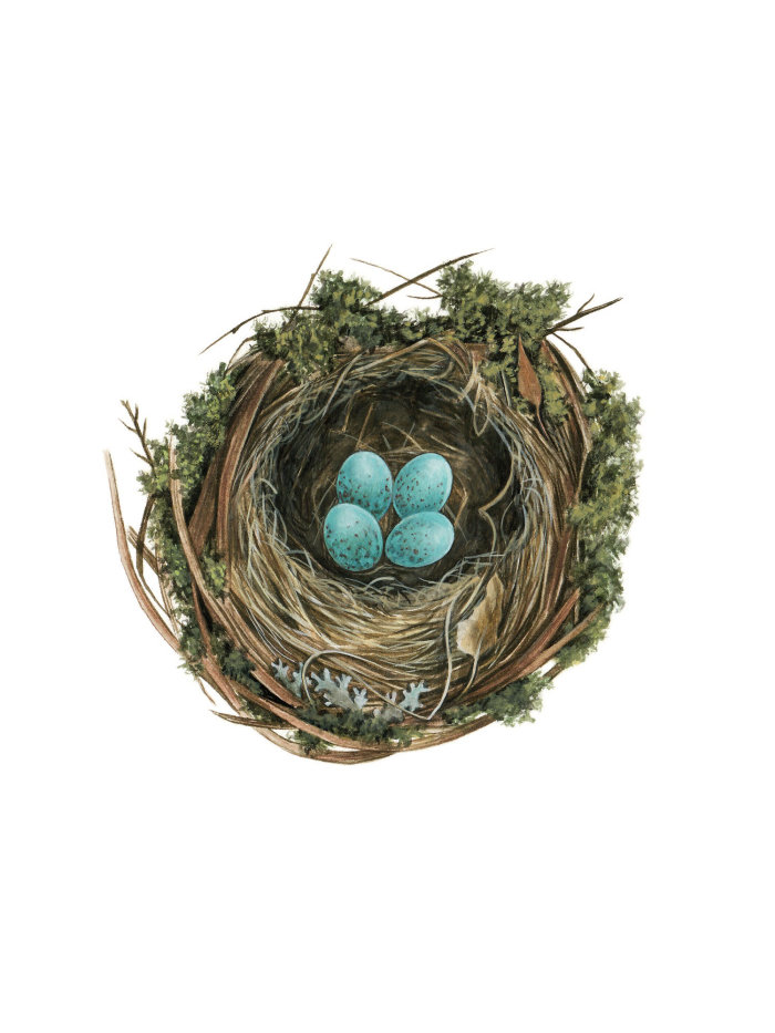 Nest of Blackbird Graphic illustration