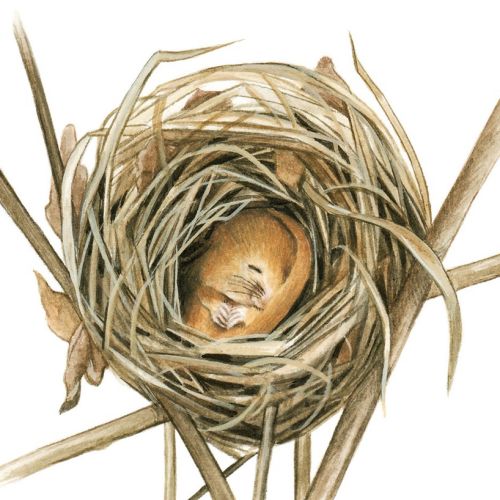 Dormouse nest shown as a sectioned photorealistic painting