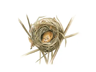 Dormouse nest shown as a sectioned photorealistic painting