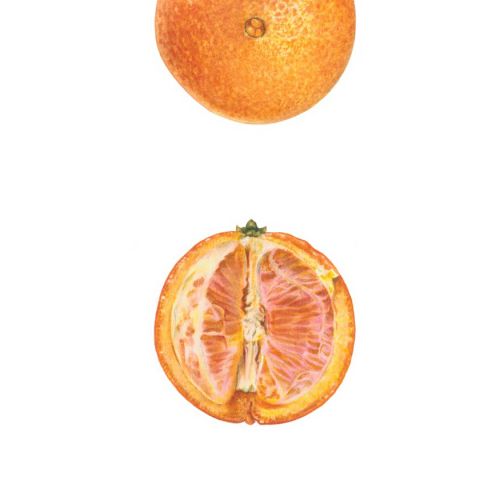 An oil painting of a Washington Navel Orange