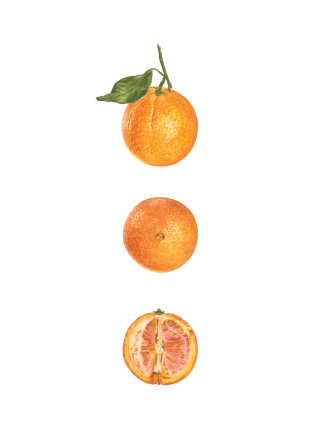 Une peinture à l&#39;huile d&#39;une orange nombril de Washington