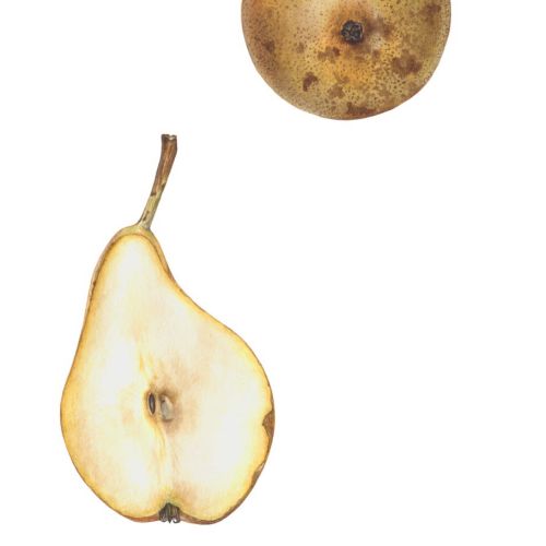 Photorealistic art of Conference' Pear fruit