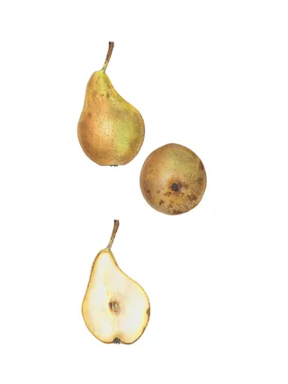 Photorealistic art of Conference' Pear fruit