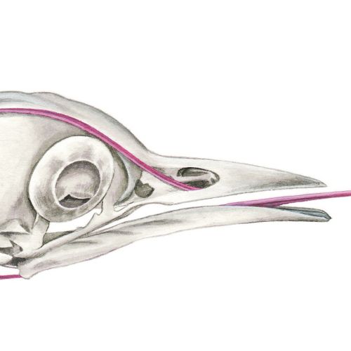 Medical illustration: Great Spotted Woodpecker Skull