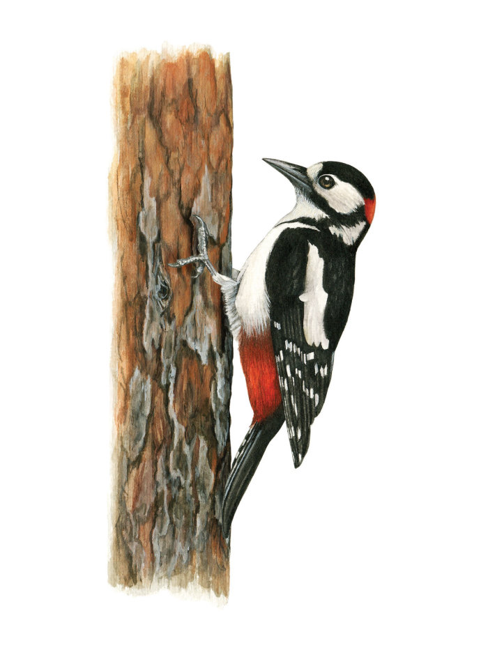 Detail painting of a Great Spotted Woodpecker