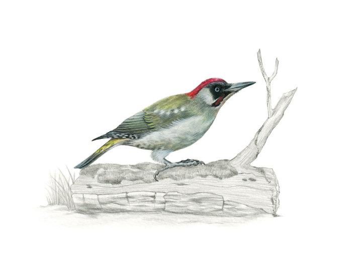 Realistic visual of a Green Woodpecker