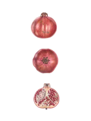 Pomegranate with different views