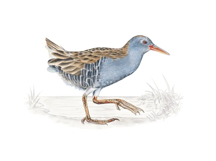 Western Water Rail illustration by Sabrina Luoni