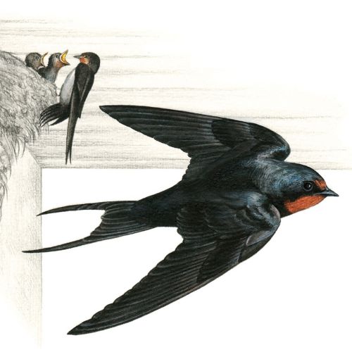 Pencil drawing of Barn Swallow