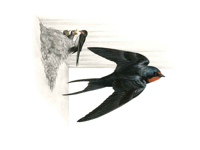 Pencil drawing of Barn Swallow