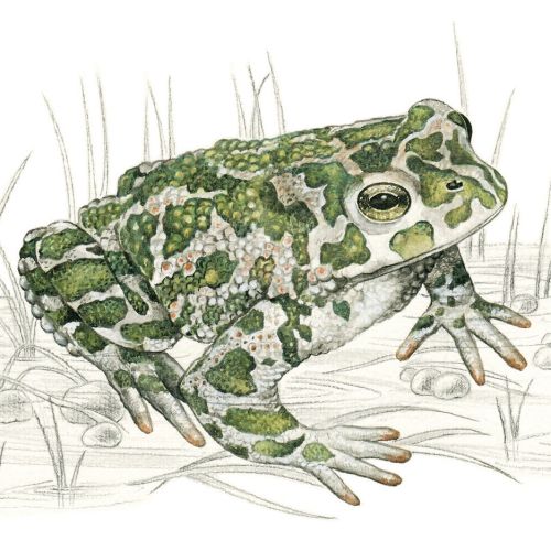 Vivid depiction of a Green Toad