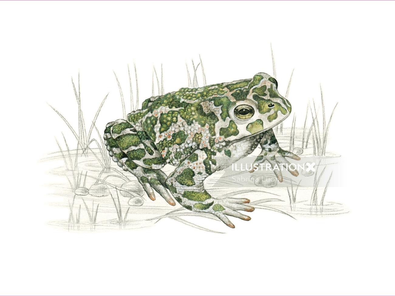 Vivid depiction of a Green Toad