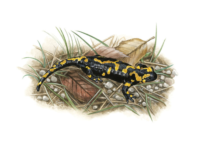 Pintura da vida selvagem de uma salamandra de fogo