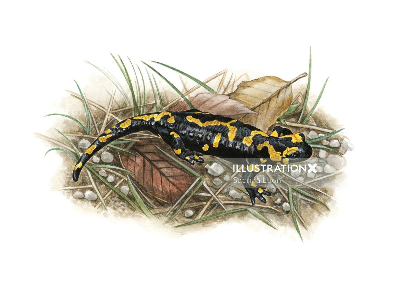 Salamandra de fuego (Salamandra salamandra)