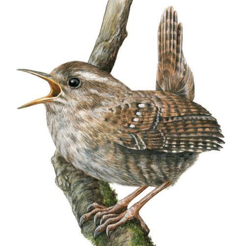 An accurate rendering of the Winter Wren