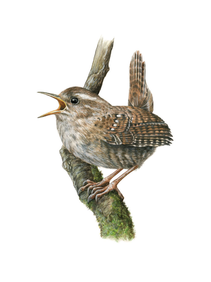 An accurate rendering of the Winter Wren